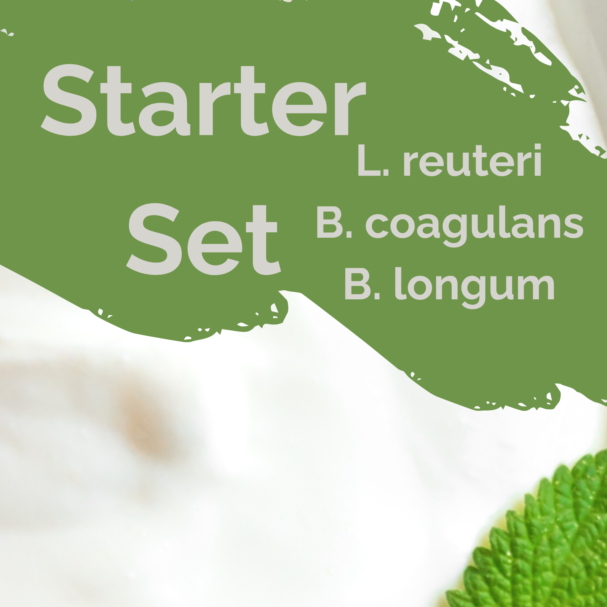 L. reuteri + B. coagulans + B. longum | Yogurt Starter Set | SIBO Ease | Starter Cultures | 3-Pack
